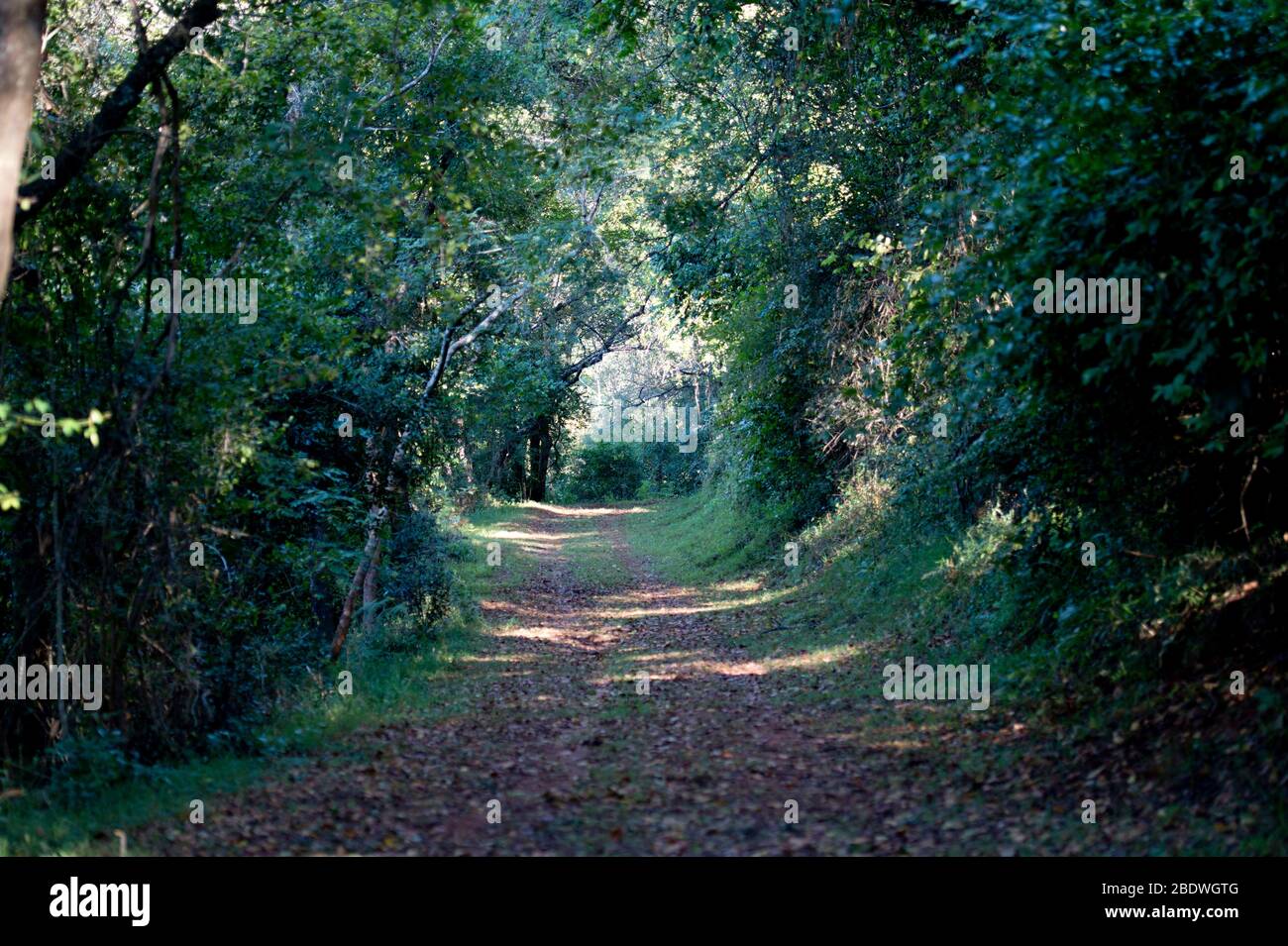 Forest path, Agatha, Tzaneen district, Limpopo province, South Africa Stock Photo