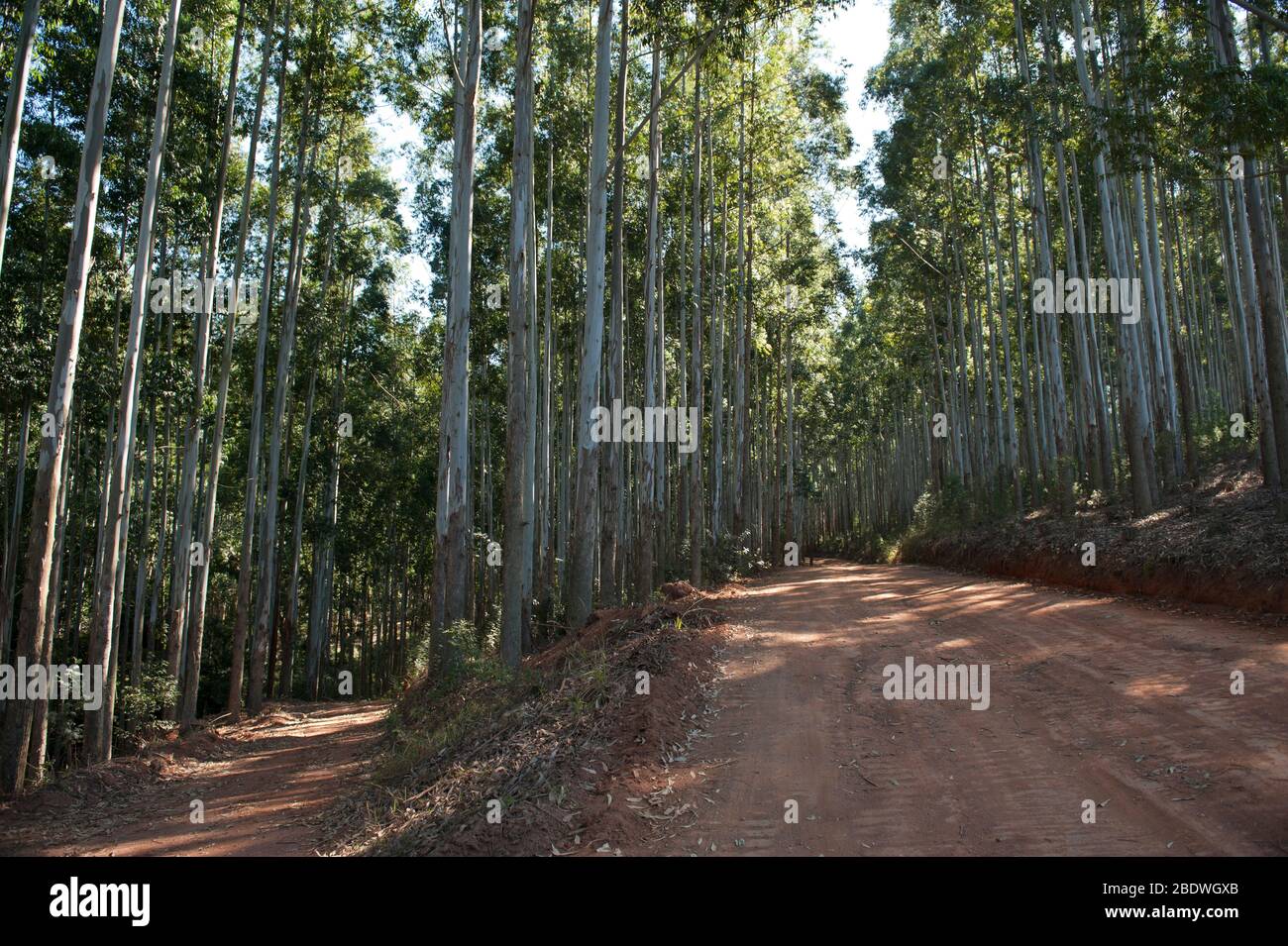 Eucalyptus, Eucalyptus globulus, forest road, Agatha, Tzaneen district, Limpopo province, South Africa Stock Photo