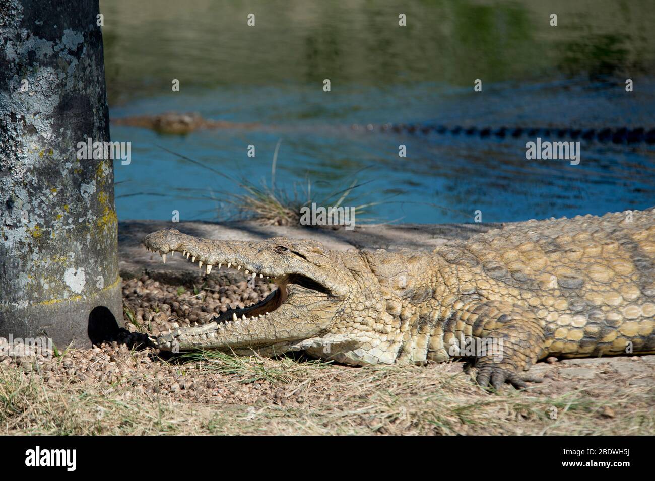 Nile Crocodile, Crocodylus niloticus, with open jaws and one swimming in background, Agatha Crocodile Ranch, Agatha, Tzaneen district, Limpopo Stock Photo