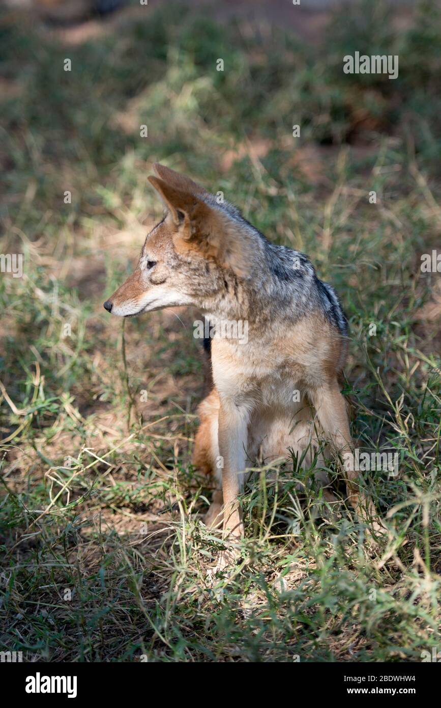 Black-backed Jackal, Lupulella mesomelas, in captivity, Tzaneen Lion and Predator Park, near Tzaneen, Tzaneen district, Limpopo province, South Africa Stock Photo