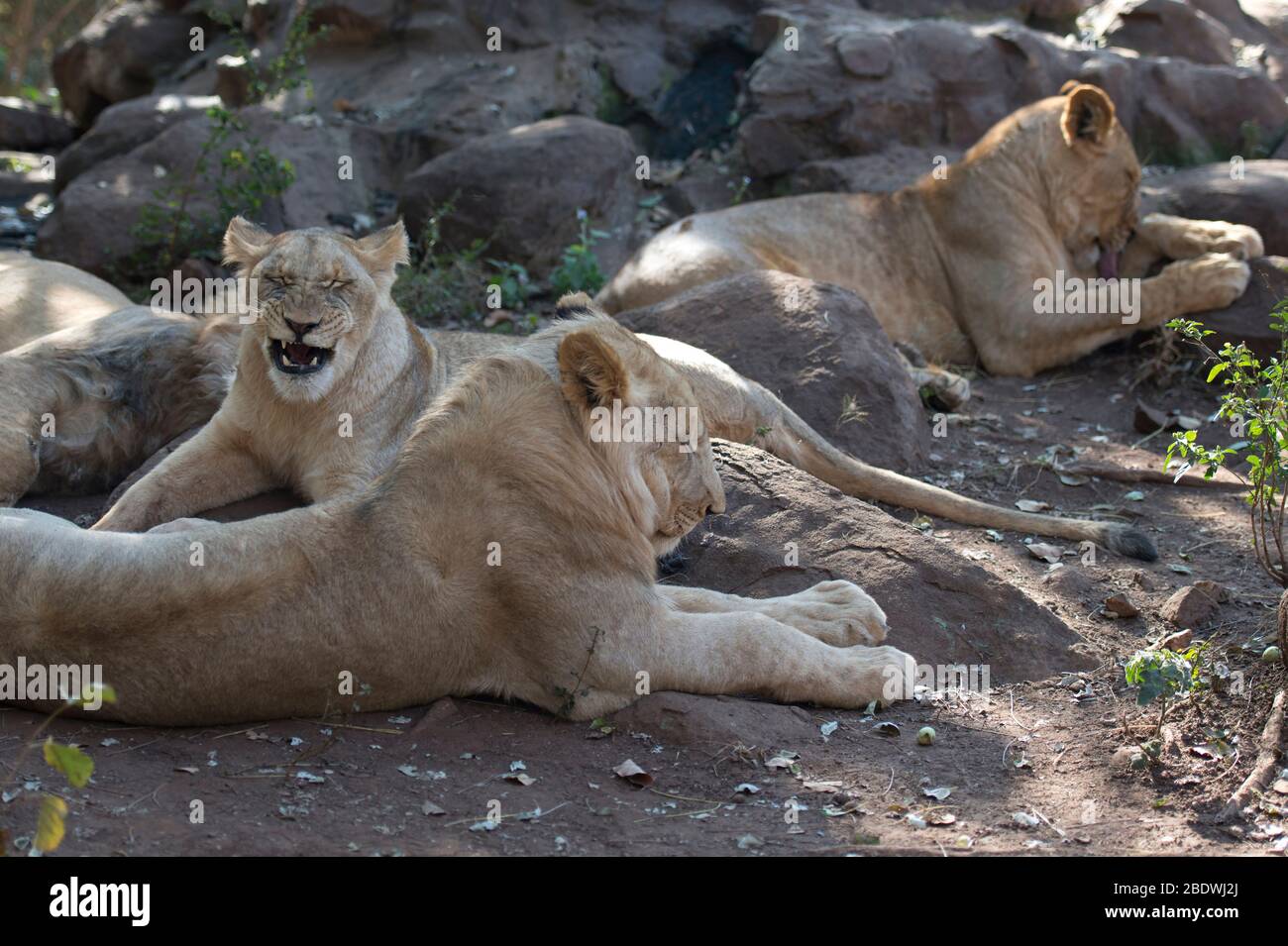 Lions, Panthera leo, Tzaneen Lion and Predator Park, near Tzaneen, Tzaneen district, Limpopo province, South Africa Stock Photo