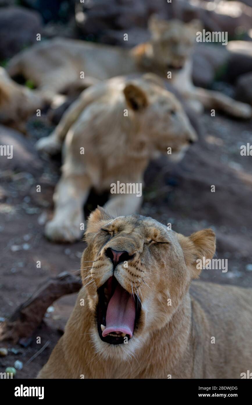 Lion, Panthera leo, yawning, Tzaneen Lion and Predator Park, near Tzaneen, Tzaneen district, Limpopo province, South Africa Stock Photo