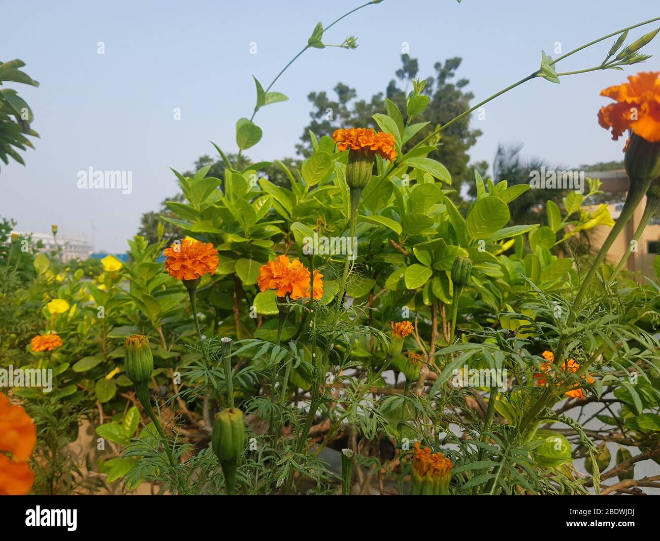 Beautiful marigold flowers on nature background Stock Photo - Alamy