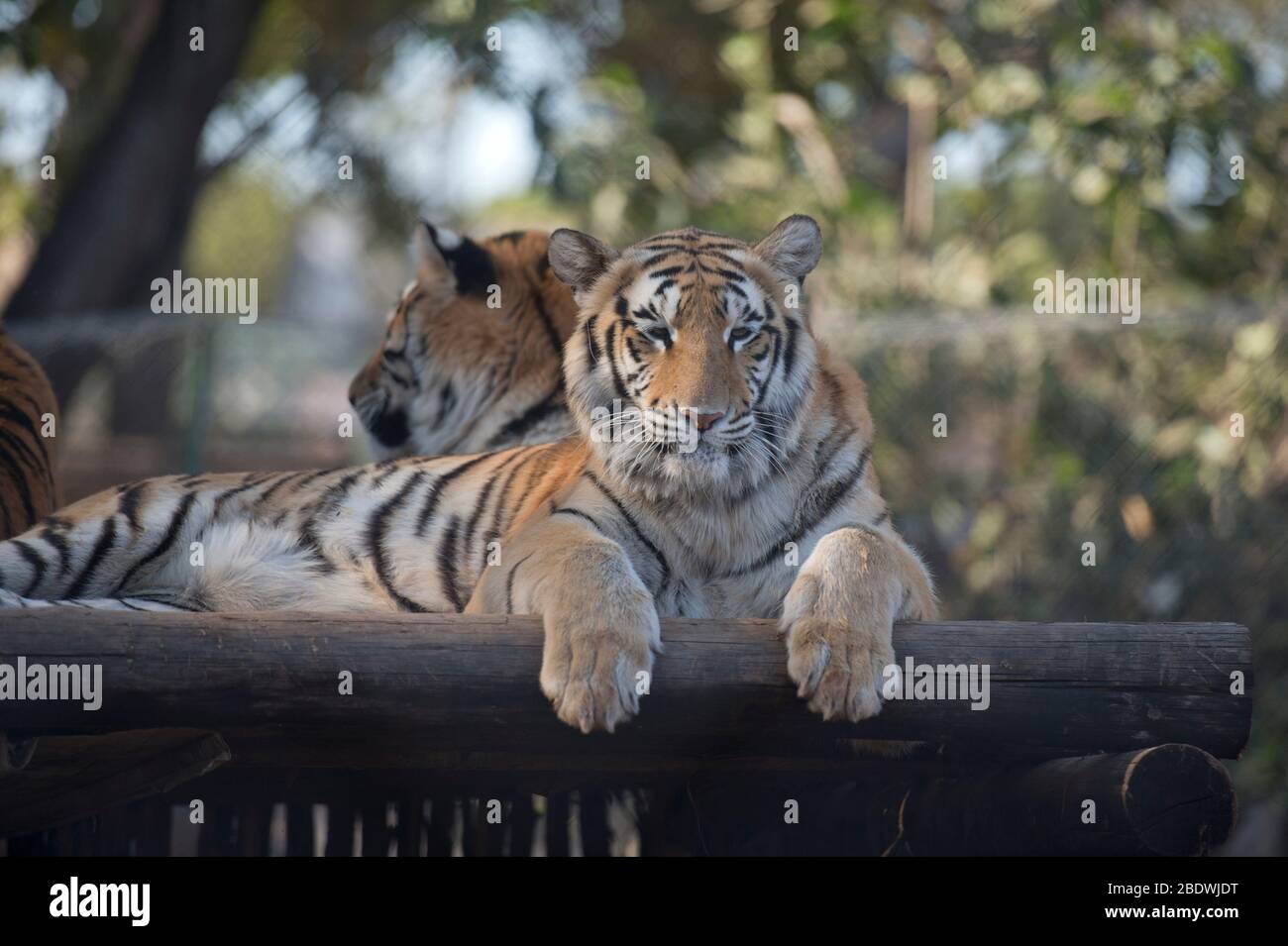 Tigers, Panthera tigris, Endangered, Tzaneen Lion and Predator Park, near Tzaneen, Tzaneen district, Limpopo province, South Africa Stock Photo