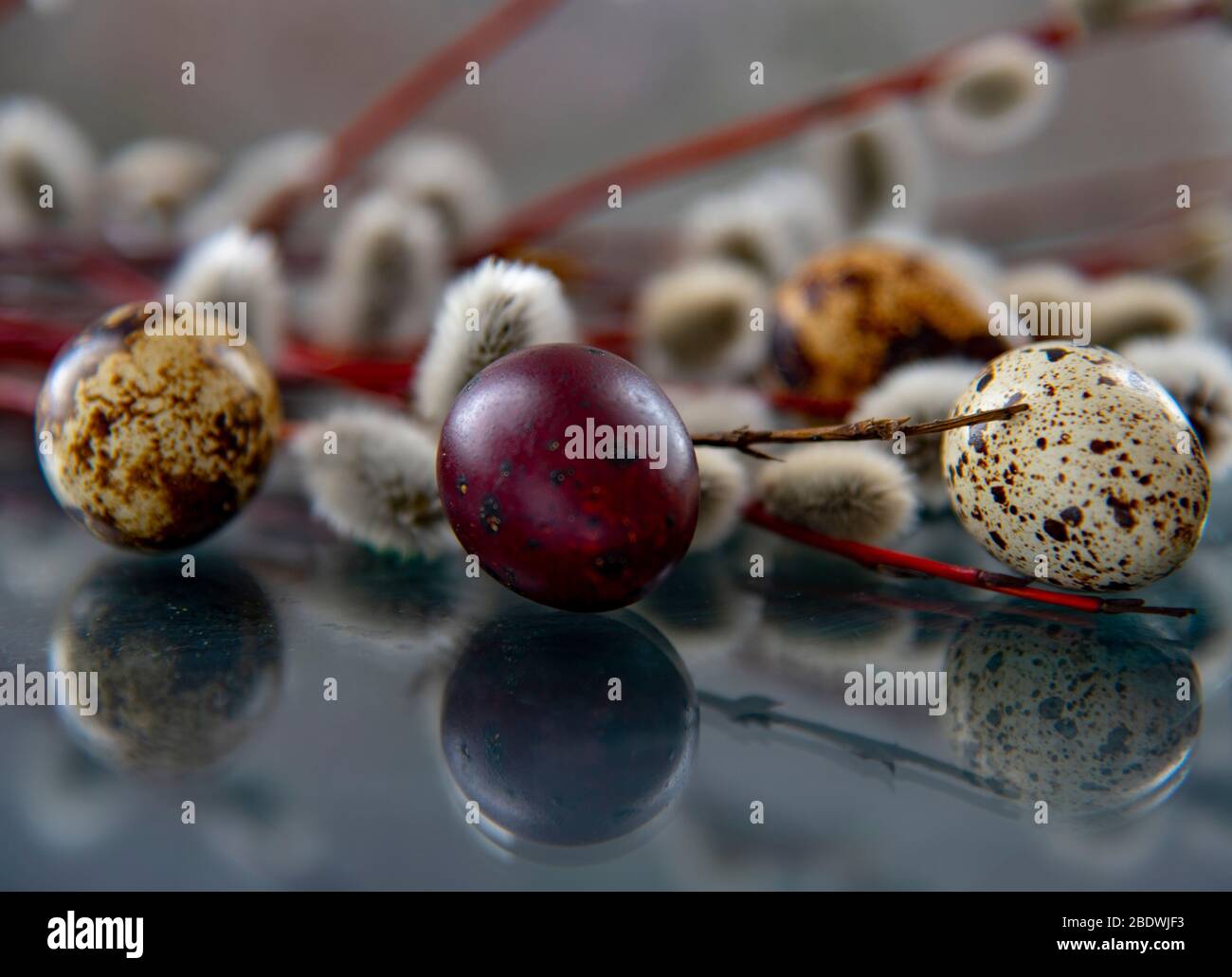 Easter composition of willow branches and colored eggs reflected in the ...