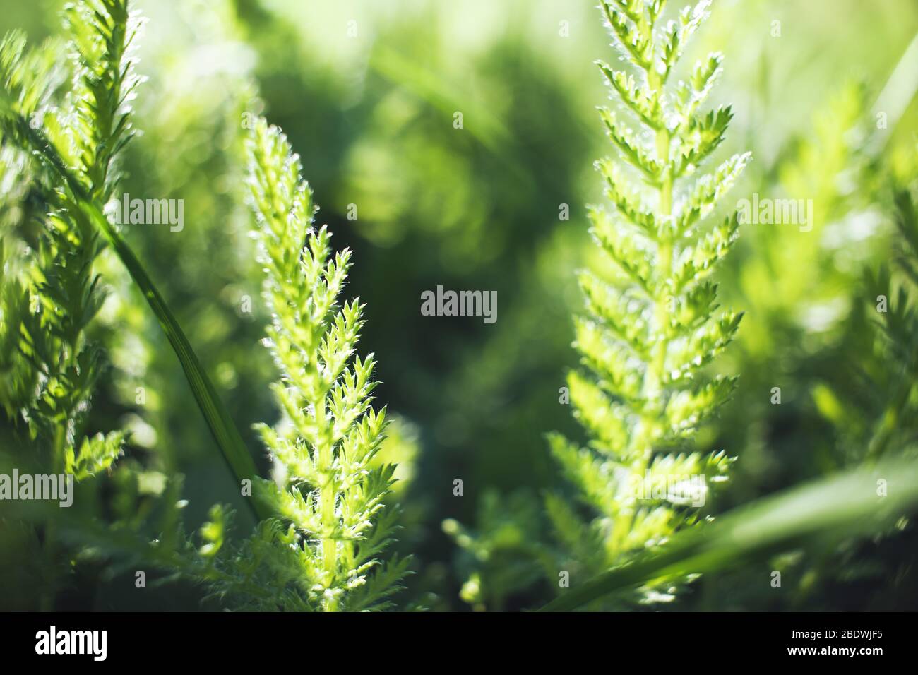 Closeup of fresh green grass for wallpaper design Stock Photo - Alamy