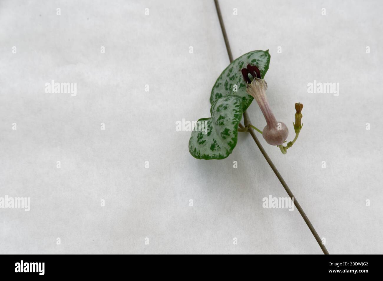 The chain of hearts plant, originally from South Africa is now a