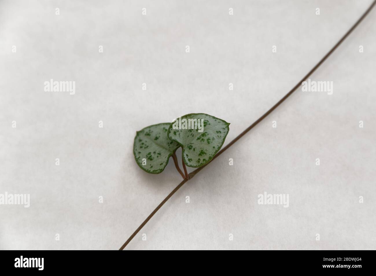 The rosary vine has heart shaped leaves that grow in pairs on a vine Stock Photo