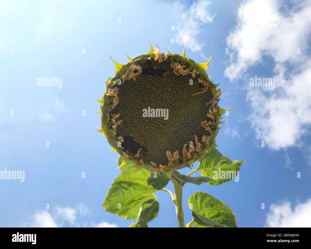 Black oil sunflower seeds hi-res stock photography and images - Alamy