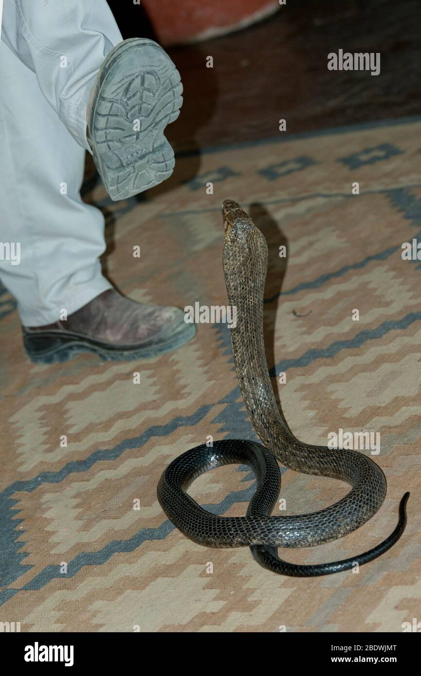 Cape Cobra, Naja nivae, displaying hood in front of handler's boots, Ant's Hill Reserve, near Vaalwater, Limpopo province, South Africa Stock Photo