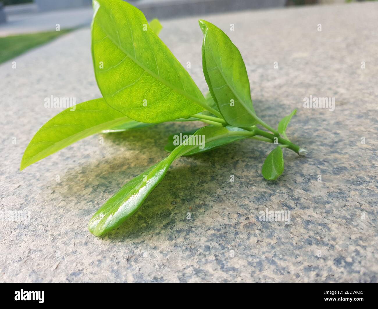 Yellow Allamanda cathartica on stone background Stock Photo