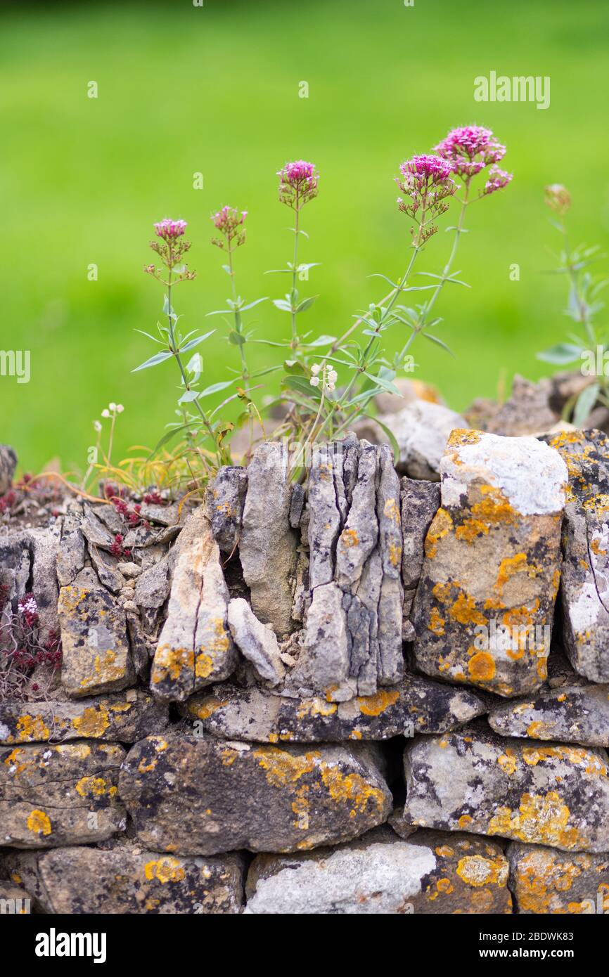 Rock wall with wildflowers in the village of Stanton in the Cotswolds, England Stock Photo