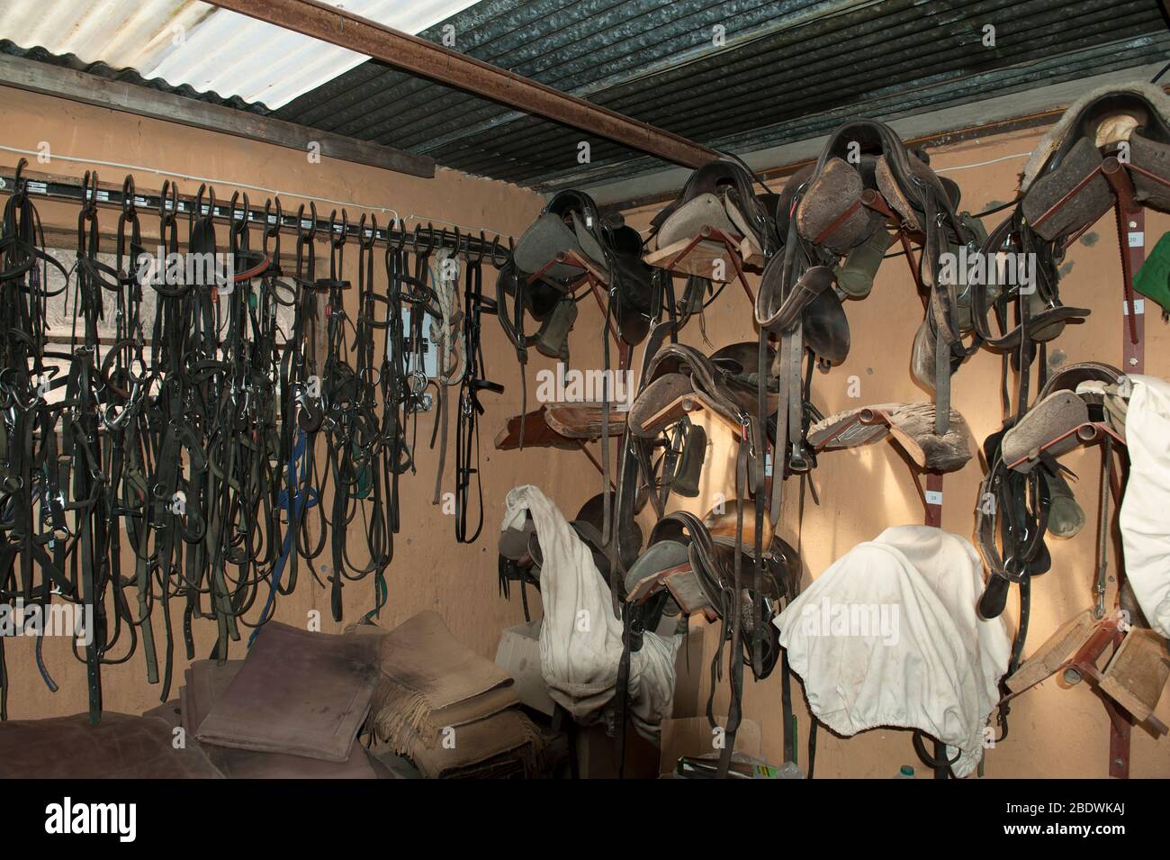 Stable and horseriding equipment, bridles, saddles and stirrups, in stables, Ant's Hill Reserve, near Vaalwater, Limpopo province, South Africa Stock Photo