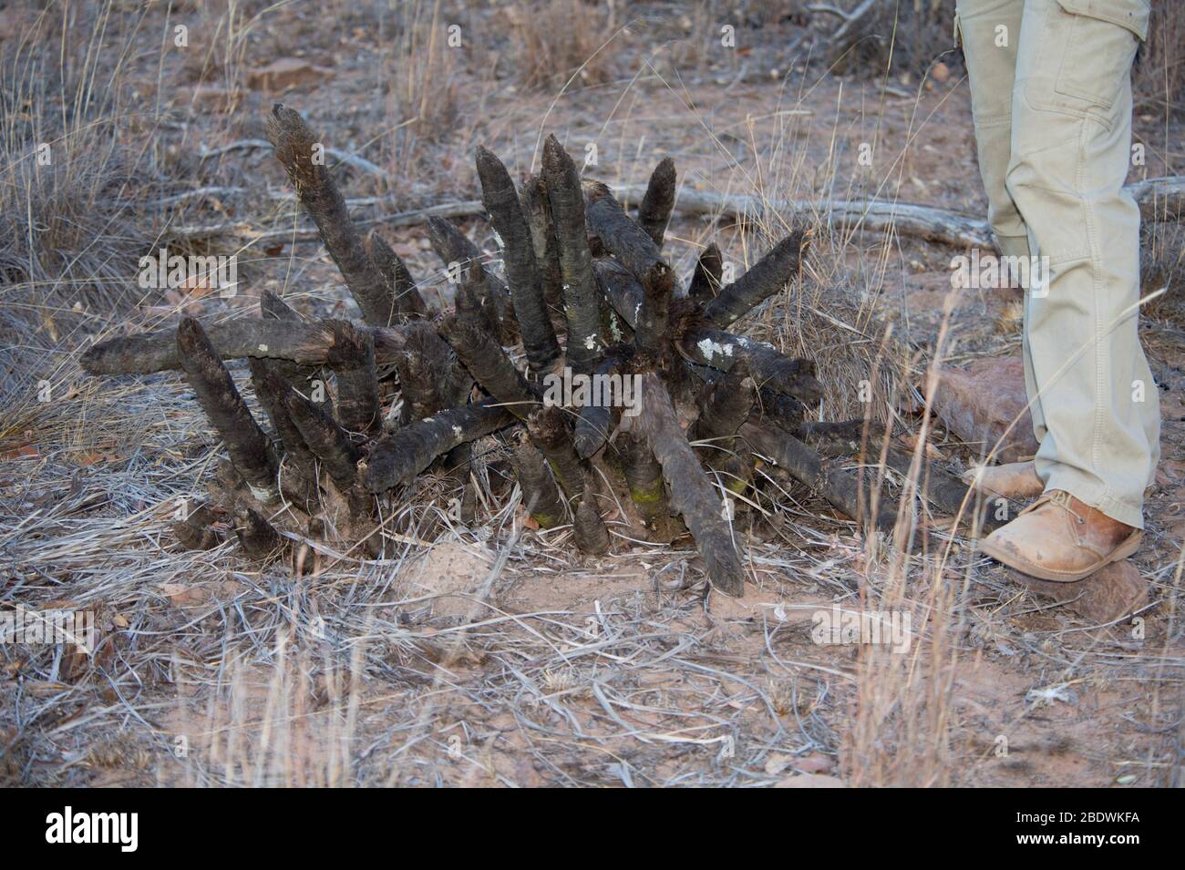 Baboon Tail plant, Xerophyta retinervis, charred by bushfire with ranger's legs, Ant's Hill Reserve, near Vaalwater, Limpopo province, South Africa Stock Photo