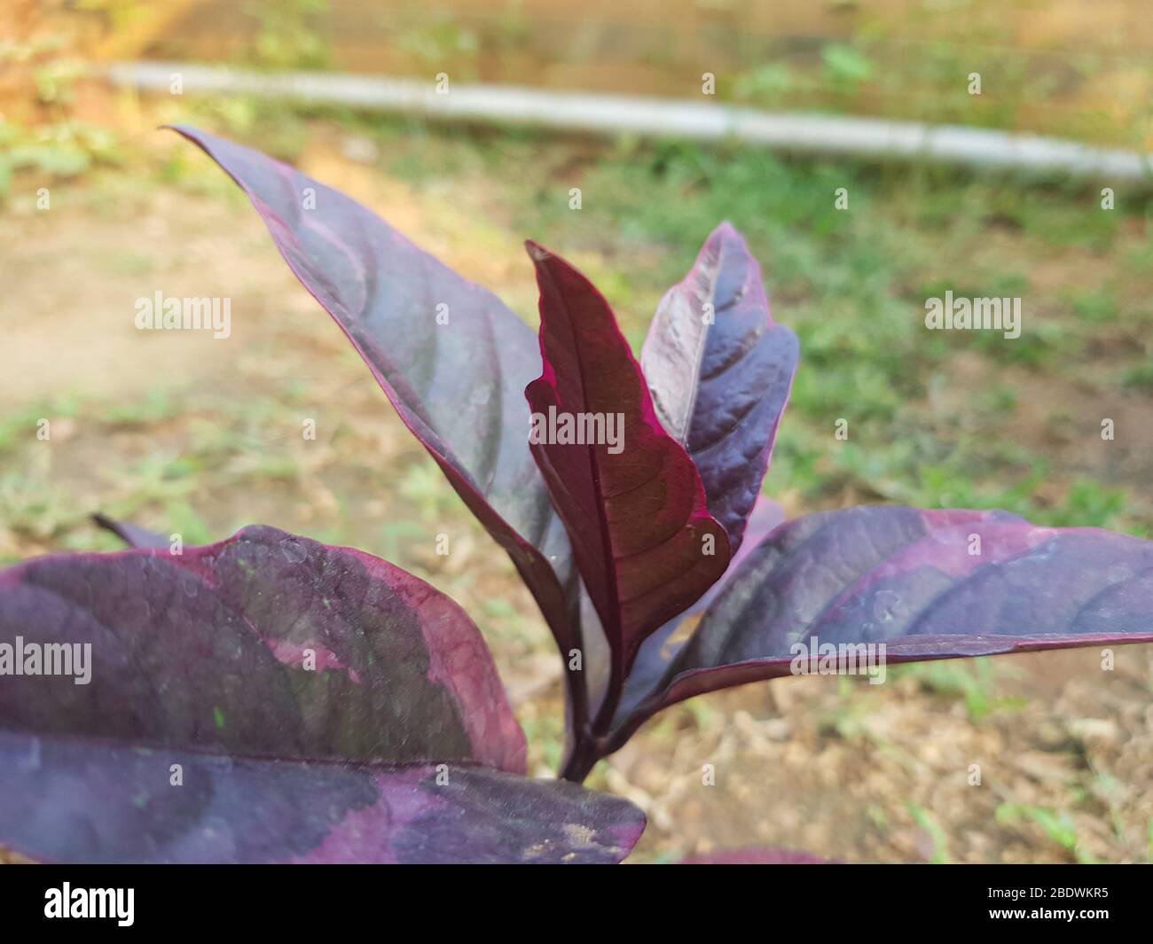 Beautiful pink colour plant leaves in garden Stock Photo