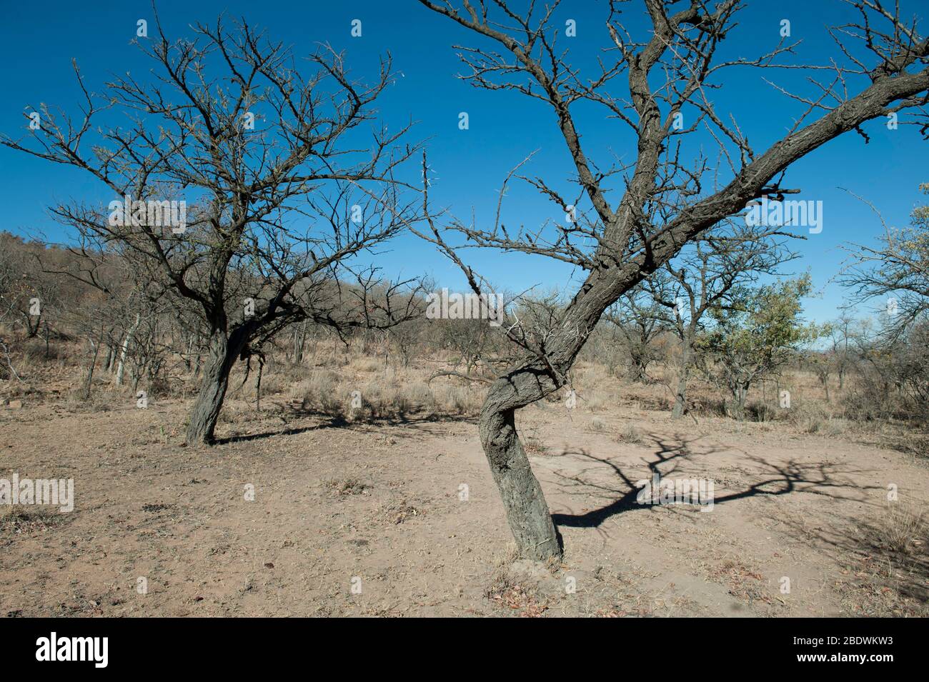 Dead tree with shadow, Ant's Nest Reserve, near Vaalwater, Limpopo