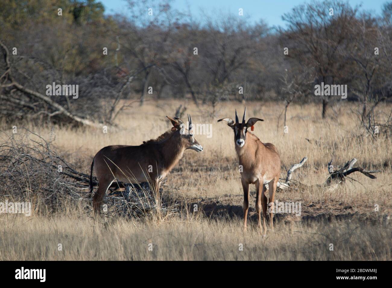 Roan Antelope, Hippotragus equinus, pair with tags, Ant's Hill Reserve, near Vaalwater, Limpopo province, South Africa Stock Photo