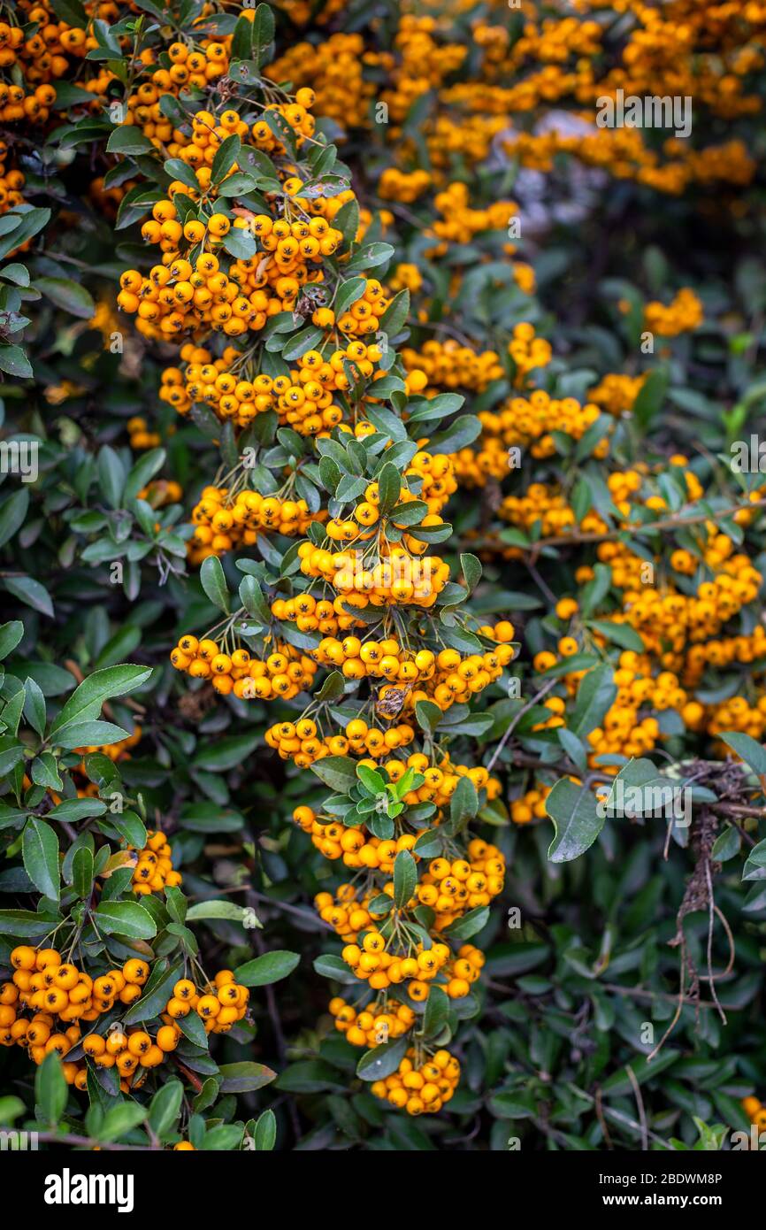 Pyracantha branches with yellow ripe berries. Beautiful nature background. Selective focus. Vertical photo. Stock Photo