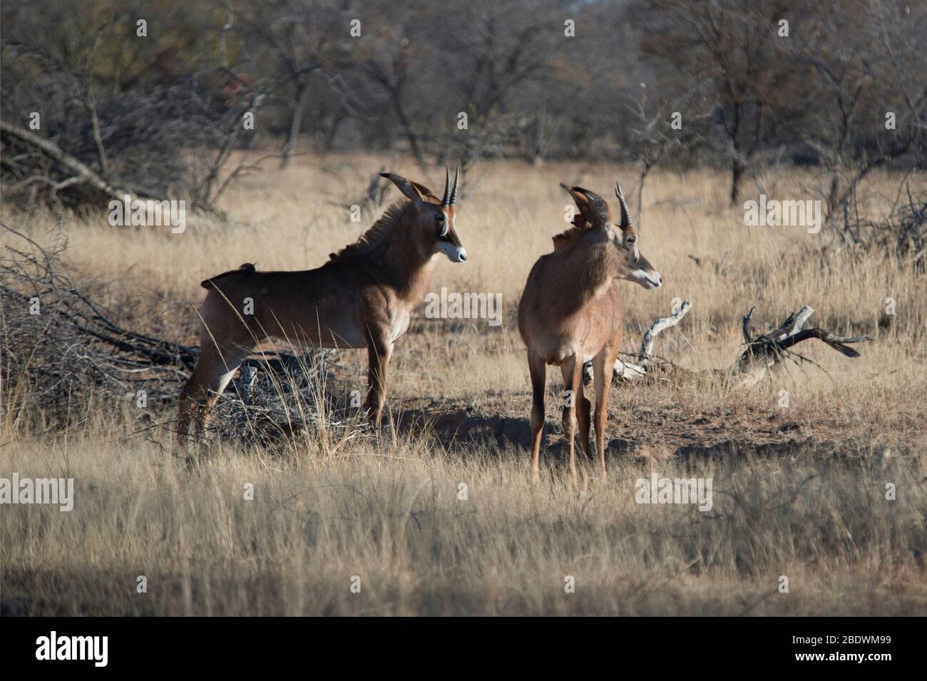 Roan Antelope, Hippotragus equinus, pair, Ant's Hill Reserve, near Vaalwater, Limpopo province, South Africa Stock Photo