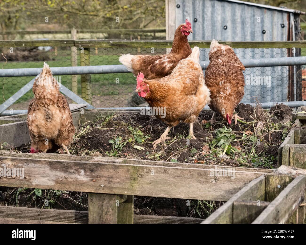 Hens scratching through a garden compost heap, UK Stock Photo