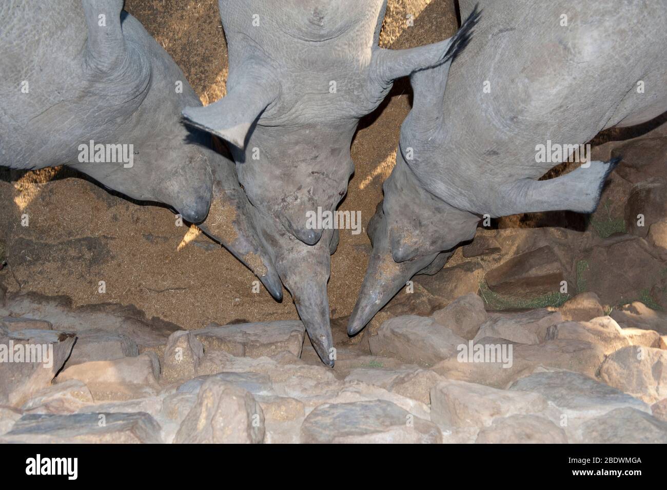 White Rhinoceroses, Ceratotherium simum, trio feeding, Ant's Nest Reserve, near Vaalwater, Limpopo province, South Africa Stock Photo