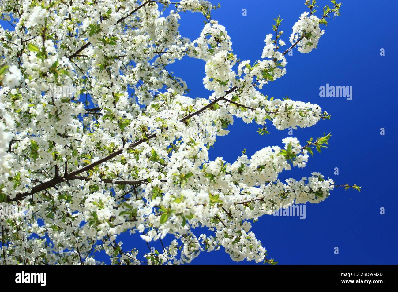 Cherry blossom spring landscape hi-res stock photography and images - Alamy
