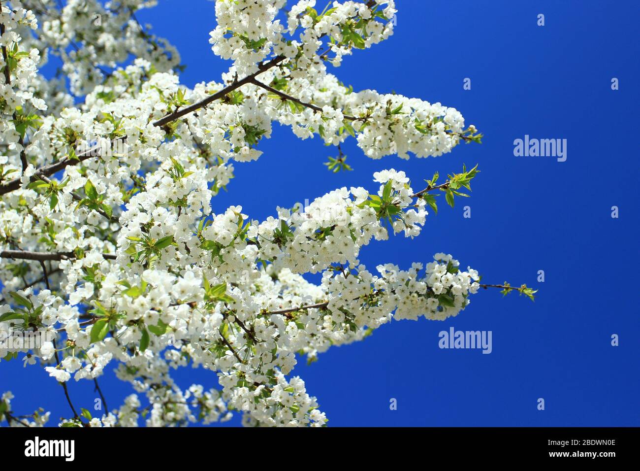 Spring blossom tree, blue sky in background Stock Photo - Alamy