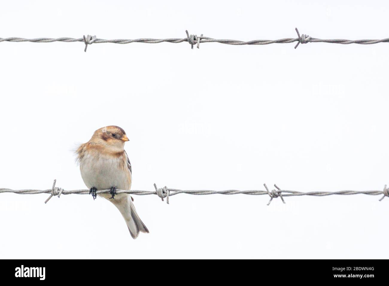 Snow Bunting, Plectrophenax nivalis, in winter plumage on barbed wire, Norfolk, UK Stock Photo