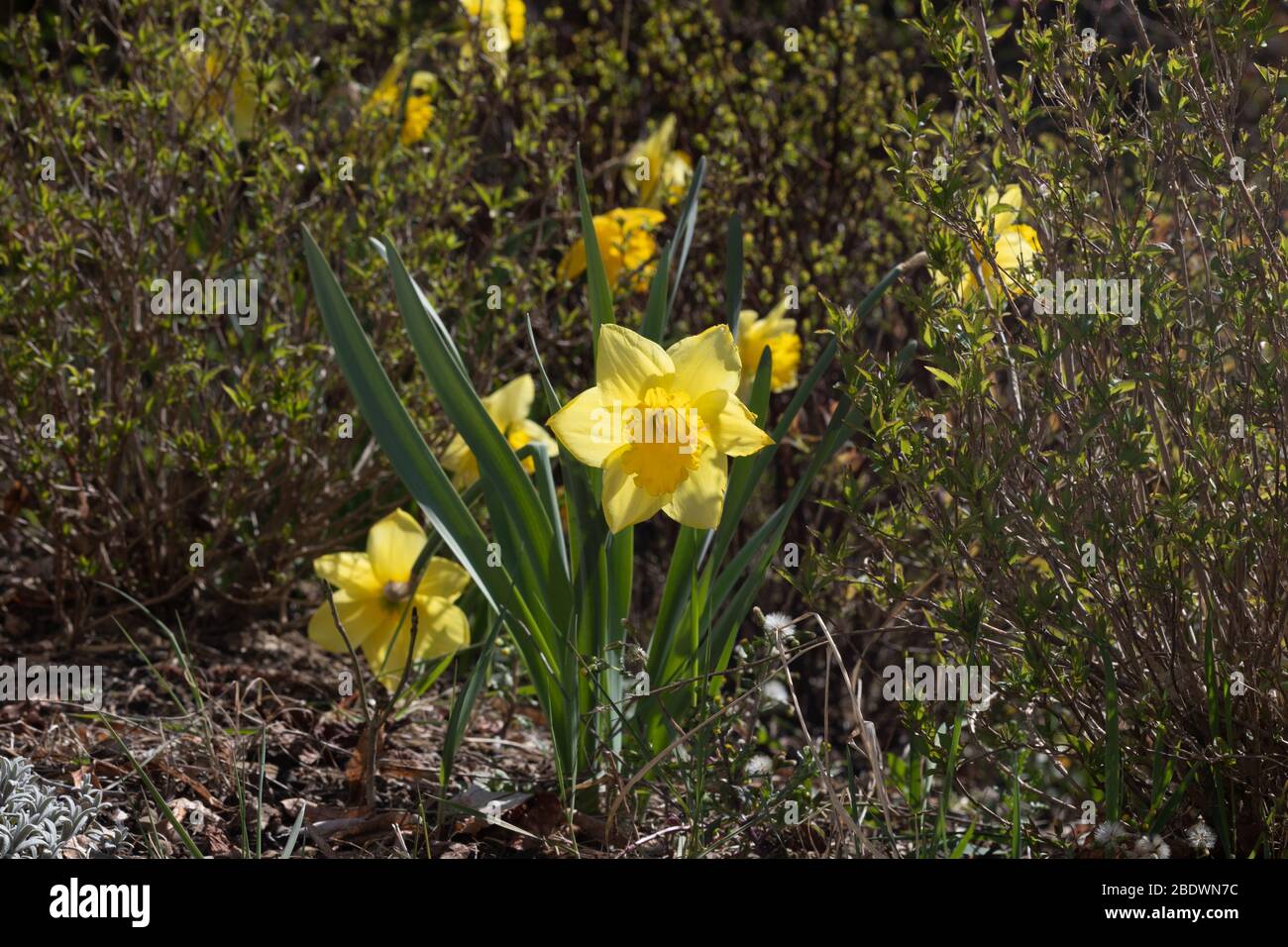 Narcissus is a genus of predominantly spring perennial plant. Stock Photo