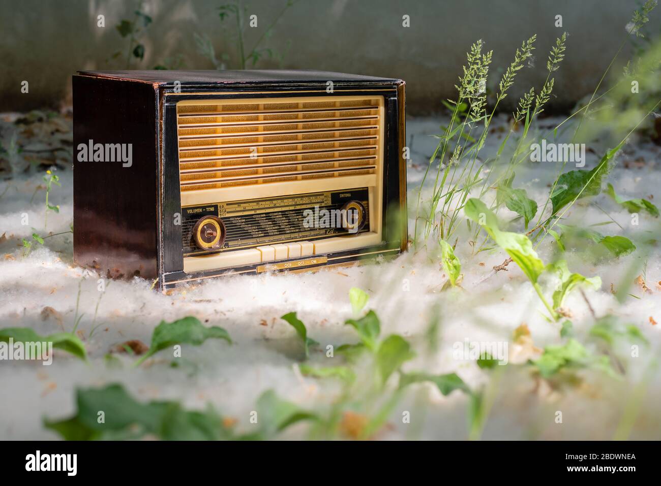 An image of floor low angle view of a vintage radio surrounded by pollen and green leaves in the countryside Stock Photo