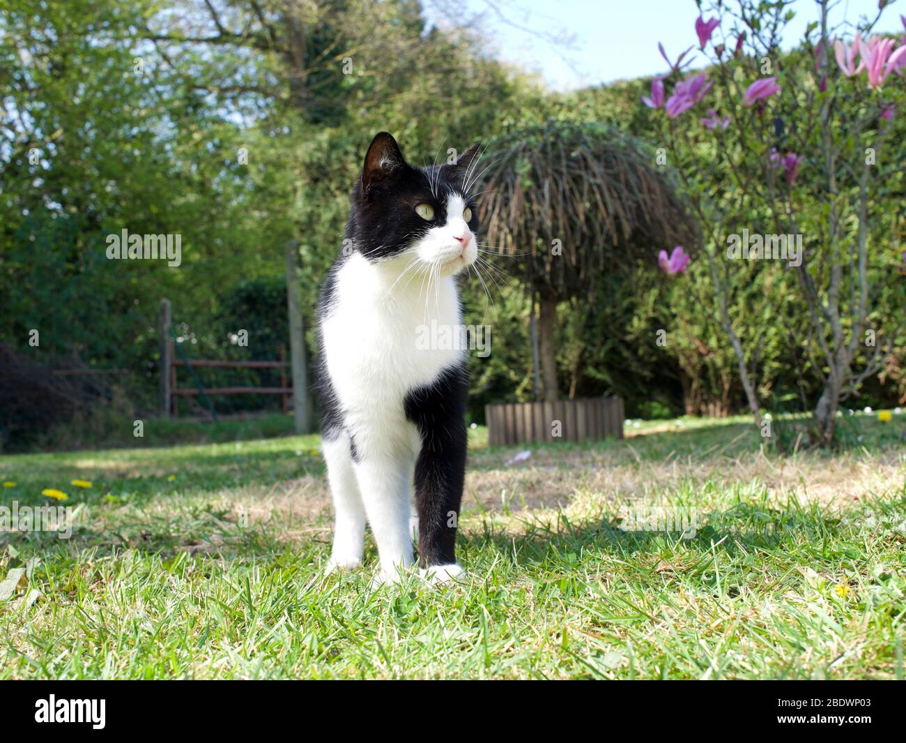 black and white cat walking in the garden Stock Photo - Alamy