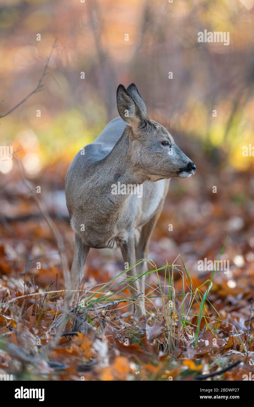 Roe Deer, Capreolus capreolus, female Stock Photo - Alamy