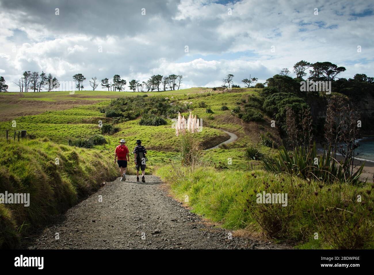 Walking the Long Bay coastal walk in Auckland Stock Photo Alamy