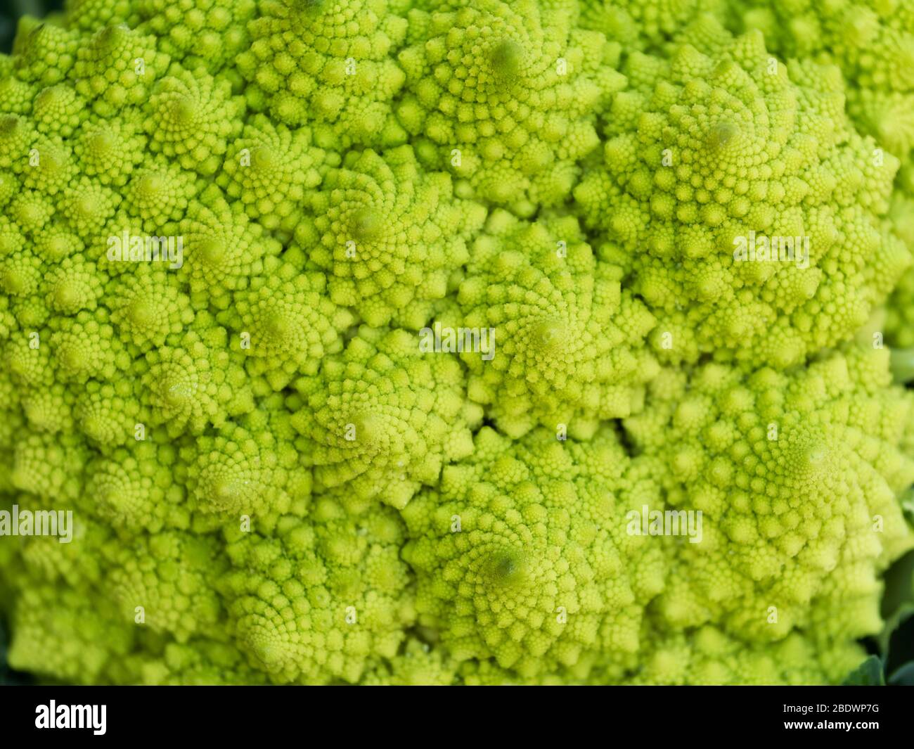 Romanesco broccoli or Roman cauliflower with his fractal shape, science ...