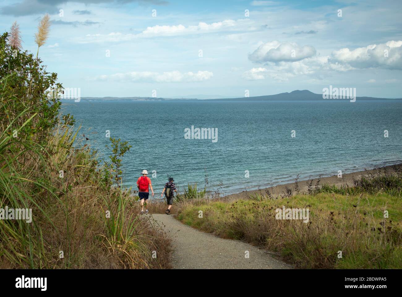Long bay coastal walk with Rangitoto Island in the distance Stock Photo