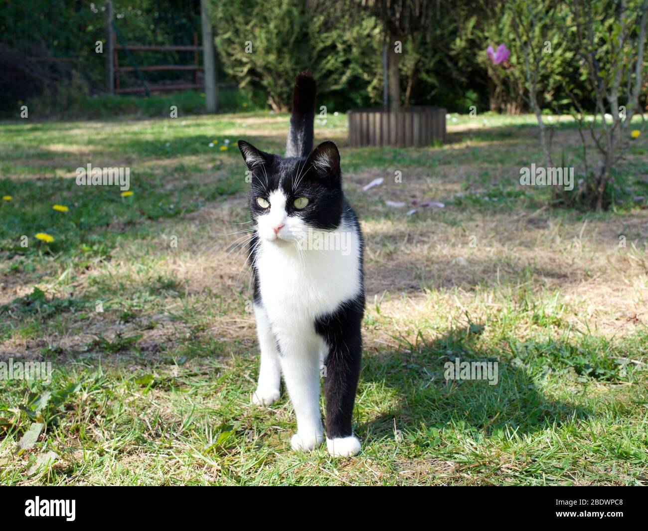 black and white cat walking in the garden Stock Photo - Alamy