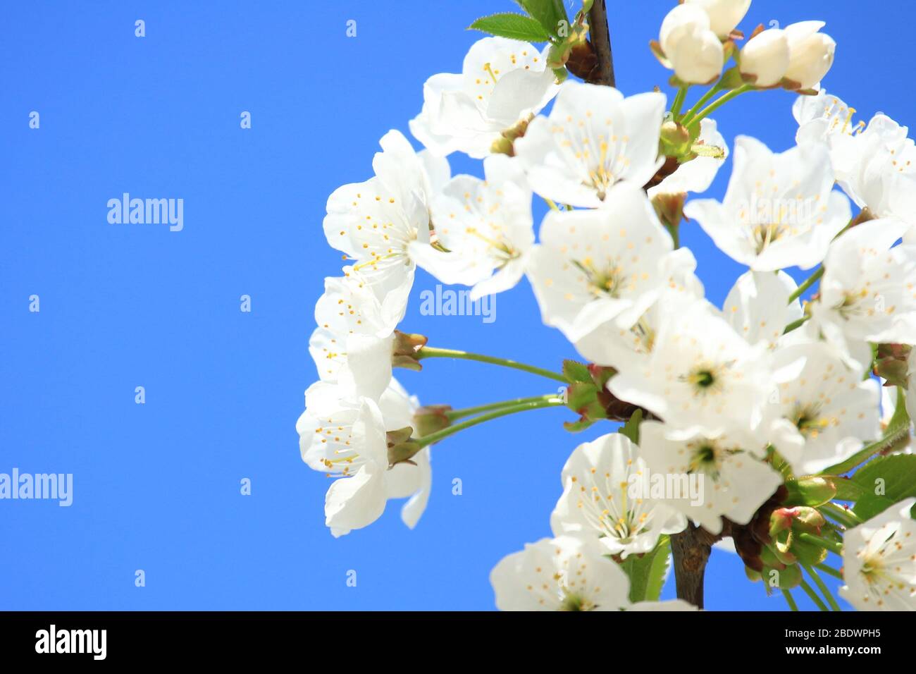 Spring blossom of cherry tree, blue sky in background Stock Photo - Alamy