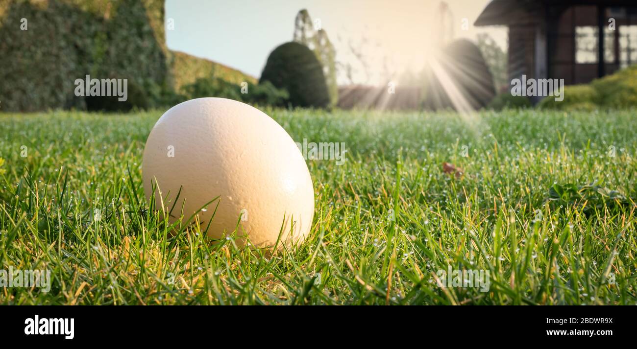 Easter egg hunt theme. One white natural egg on the lawn in the garden on a sunny morning. Stock Photo