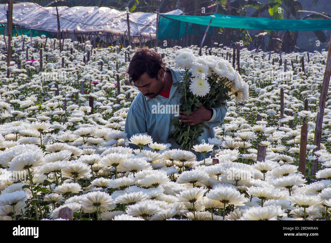 flower farmer at White chrysanthemum (popularly known as chandramallika in Bengal) flower fields in Khirai. Stock Photo
