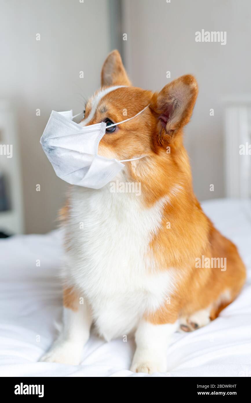 Cute corgi dog posing in medical mask. Concept healthe lifestyle, illness and epidemic Stock Photo