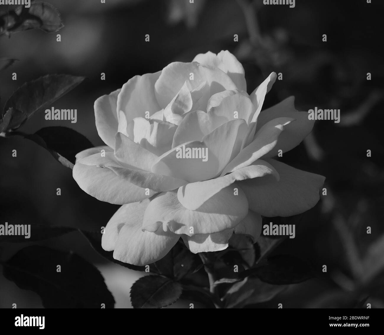 Closeup of white rose in full splendor among leaves, monochrome effect Stock Photo