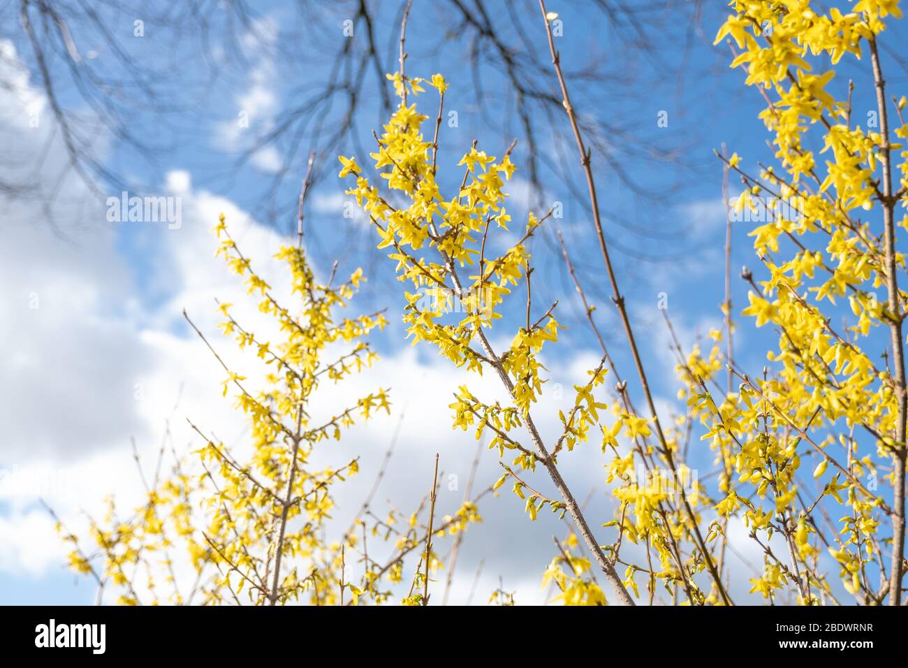 Spring floral Broom Cytisus 'Luna' Plant, beautiful fresh yellow flowers, isolated on blue sky background, selective focus. Stock Photo