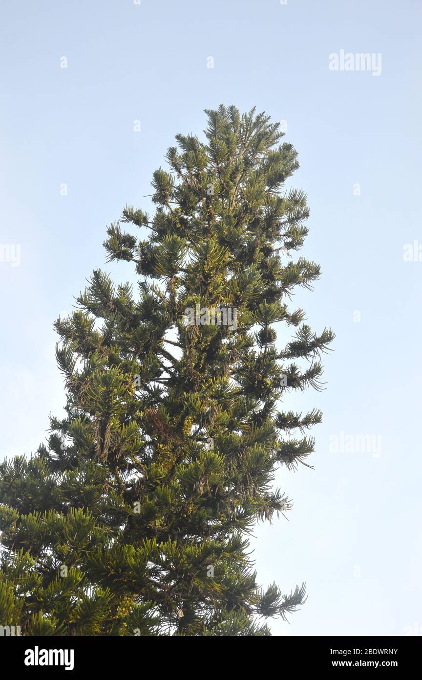 norfolk fir (Araucaria heteropylla (Salisb.) Franco, with tall green leaves looming Stock Photo