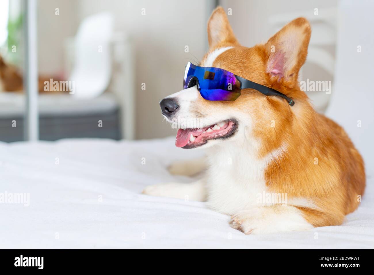 Cute corgi dog posing in sporty sunglsses at home Stock Photo