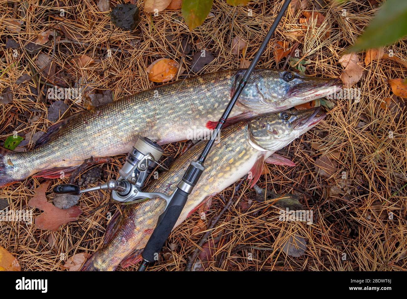 Two pike hi-res stock photography and images - Page 2 - Alamy