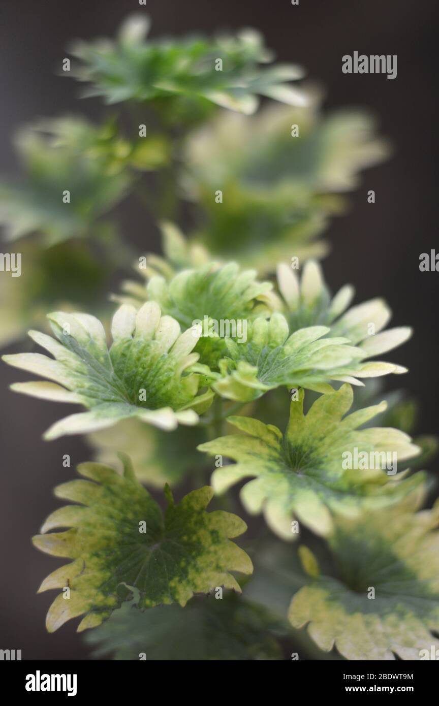 Creeping charlie or ground ivy is a plant of the mint family (Lamiaceae