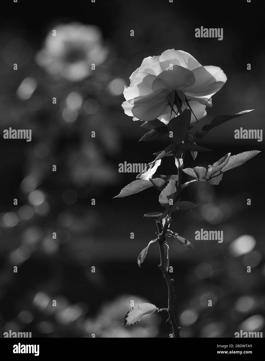 Beautiful rose petals background Black and White Stock Photos & Images ...