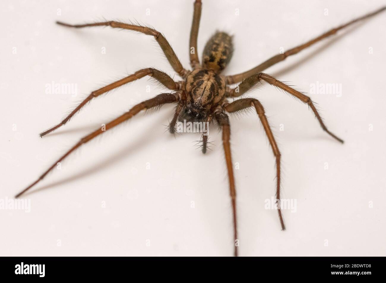 Giant House Spider in a bath Stock Photo