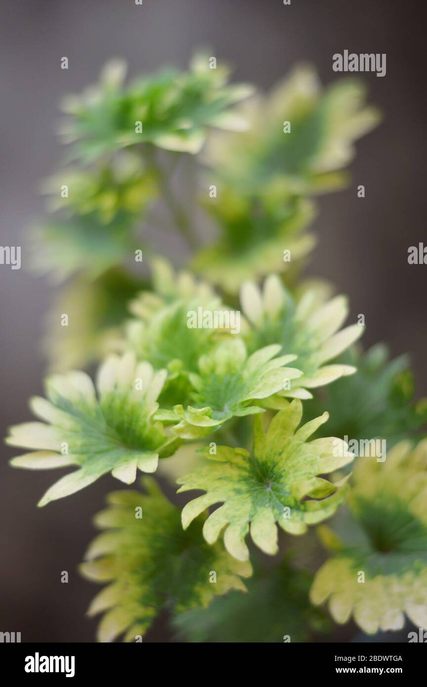 Creeping charlie or ground ivy is a plant of the mint family (Lamiaceae