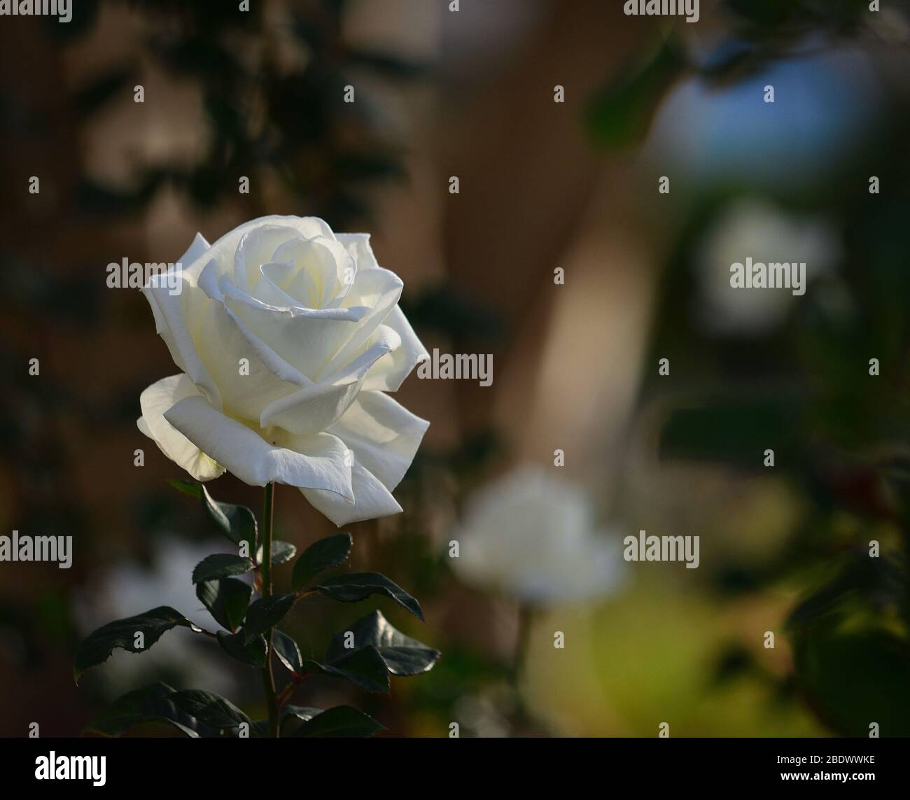 Beautiful white rose in full splendor with unfocused background Stock Photo